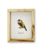 Arte Aves de Colombia